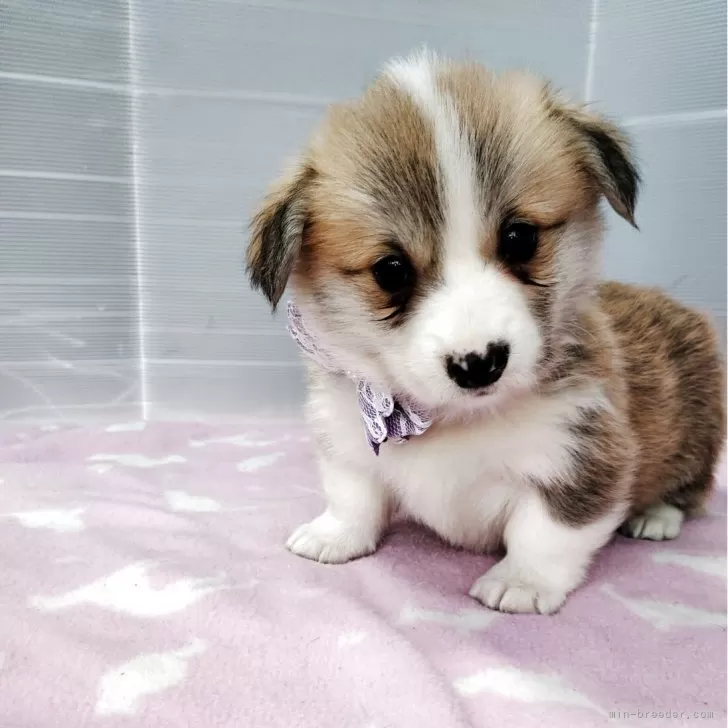 ID：2506-01327の子犬