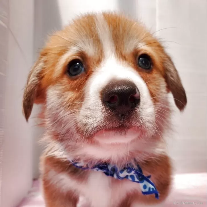 まめたん 様のお迎えした子犬