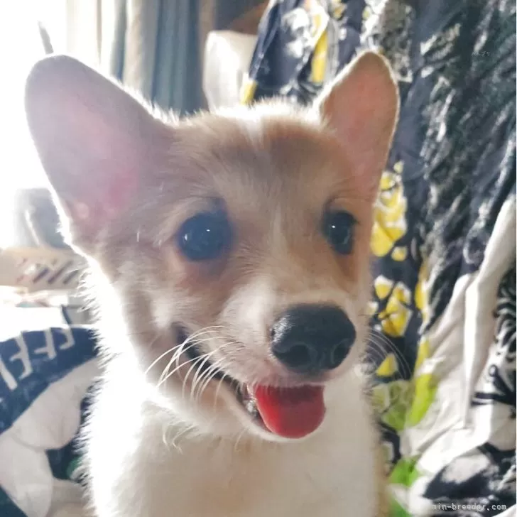 ID：2506-01424の子犬