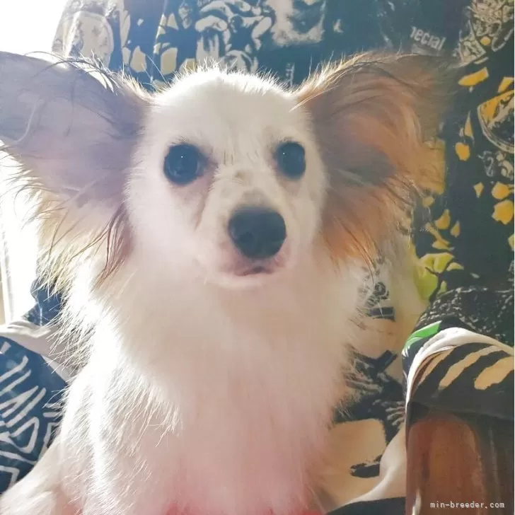 パピヨン【岩手県・女の子・2024年12月14日・ホワイト&セーブル】の写真1