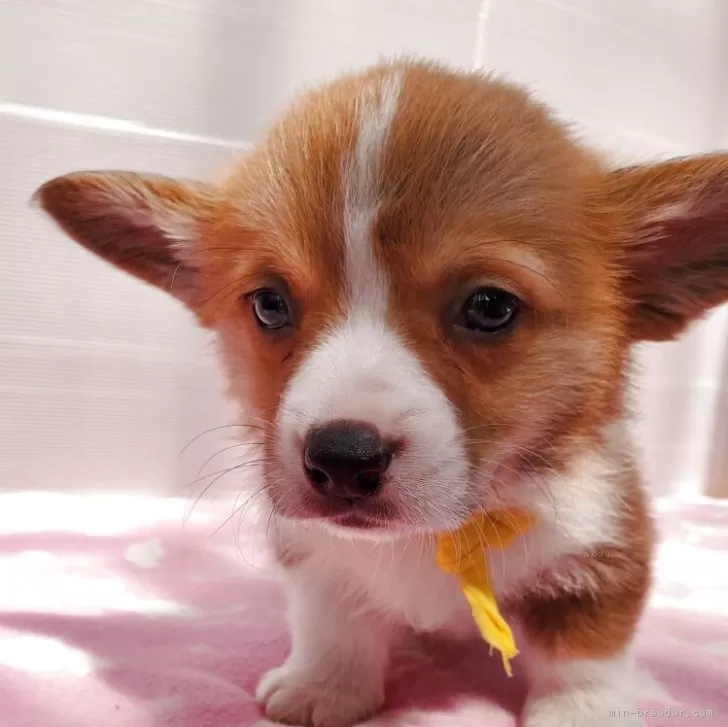 M.O 様のお迎えした子犬