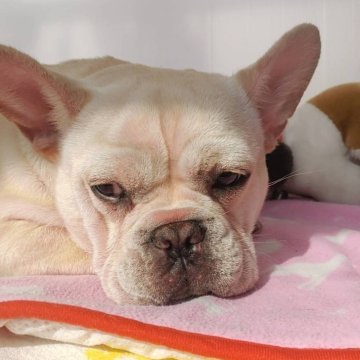 フレンチブルドッグ【岩手県・女の子・2024年8月9日・クリーム】の写真「ご飯食べ盛りなワンパク女の子です」