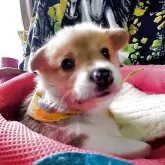 ウェルシュ・コーギー・ペンブローク【岩手県・女の子・2025年10月16日・レッド&ホワイト】の写真1