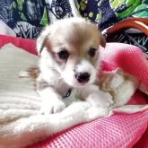 ウェルシュ・コーギー・ペンブローク【岩手県・男の子・2025年10月16日・レッド&ホワイト】の写真1