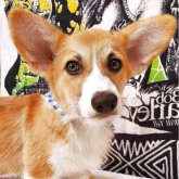 ウェルシュ・コーギー・ペンブローク