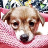 ウェルシュ・コーギー・ペンブローク