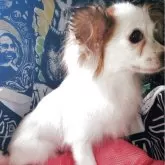 パピヨン【岩手県・女の子・2024年12月14日・ホワイト&セーブル】の写真2