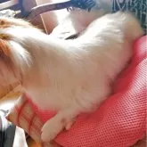 パピヨン【岩手県・男の子・2024年12月14日・ホワイト&セーブル】の写真3