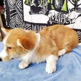 ウェルシュ・コーギー・ペンブローク【岩手県・男の子・2025年6月30日・レッド&ホワイト】の写真3