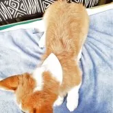 ウェルシュ・コーギー・ペンブローク【岩手県・男の子・2025年6月30日・レッド&ホワイト】の写真4