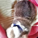 ウェルシュ・コーギー・ペンブローク【岩手県・男の子・2025年10月16日・レッド&ホワイト】の写真4