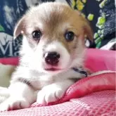 ウェルシュ・コーギー・ペンブローク【岩手県・男の子・2025年10月16日・レッド&ホワイト】の写真5