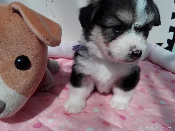 ID：1803-02697の子犬