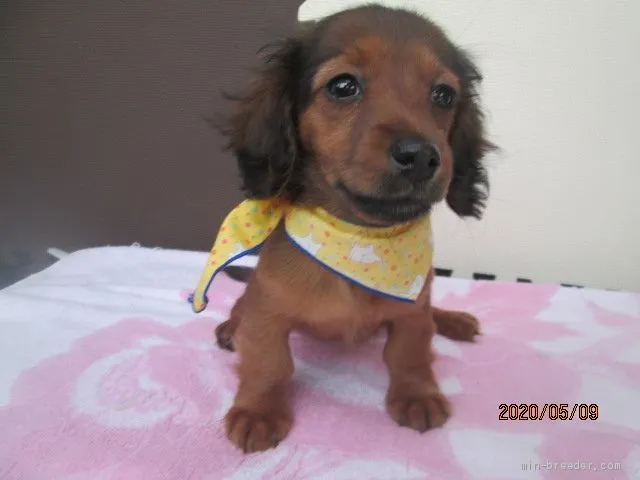 ID：2004-00111の子犬