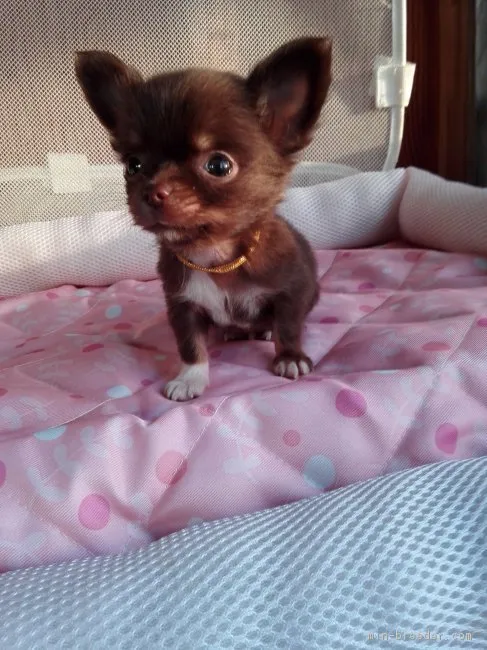 ID：1709-01270の子犬