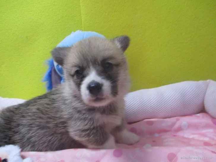 ID：1801-02397の子犬