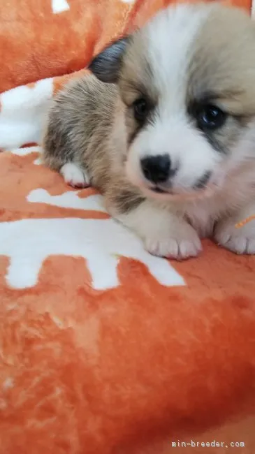ID:1812-02446の子犬
