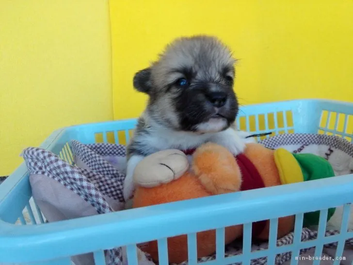 ID：1710-00568の子犬
