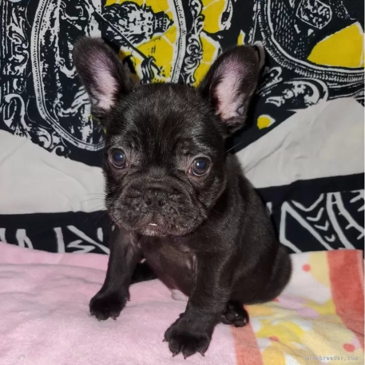 ID:2409-08114の子犬