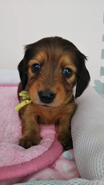 ID:1901-03098の子犬