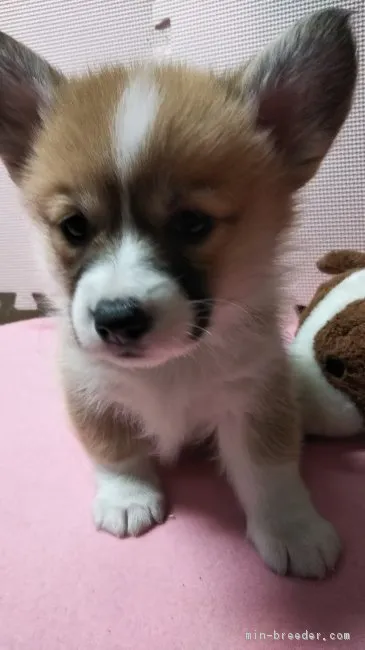 ID:1903-02493の子犬