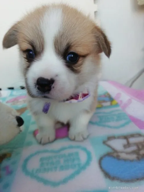 ID：2009-02624の子犬