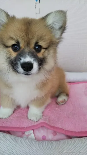 ID：1812-02476の子犬