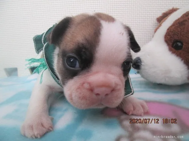 ID：2007-01847の子犬