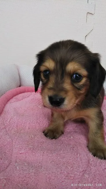 ID：1901-03097の子犬