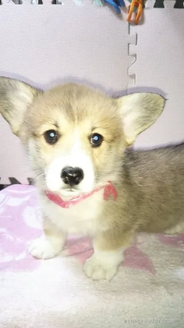 ID：1912-00527の子犬