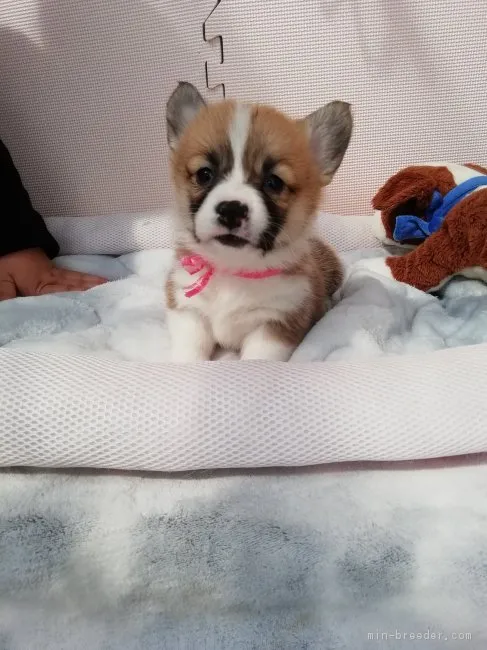 ID：1903-02015の子犬