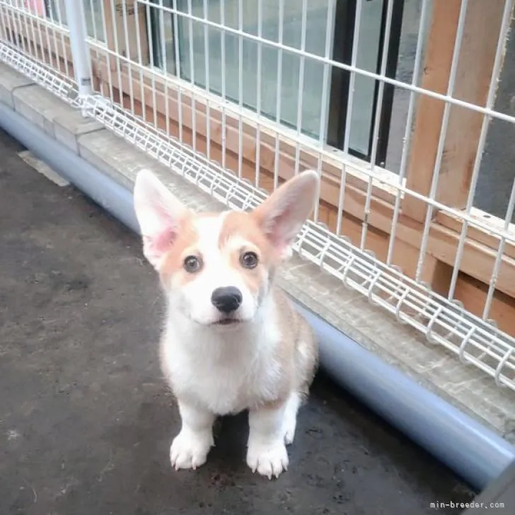ID：2208-03104の子犬