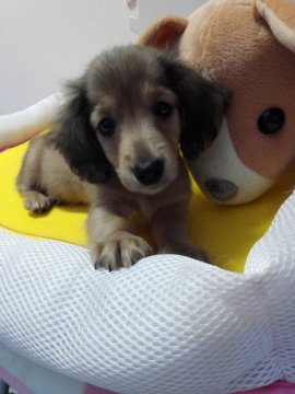 カニンヘンダックスフンド(ロング)【岩手県・男の子・2018年3月22日・レッド】の写真「小振りで元気な子です。」