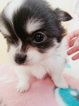 チワワ(ロング)【岩手県・男の子・2016年2月2日・ホワイト&ブラック】の写真「人懐こいおっとりな子です」
