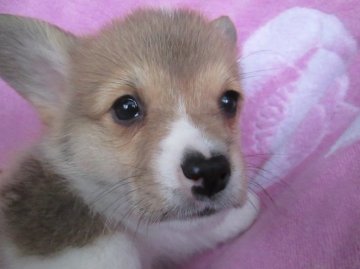 ウェルシュ・コーギー・ペンブローク【岩手県・女の子・2016年3月16日・レッド&ホワイト】の写真「小柄ですが元気に兄弟達と遊んでます」