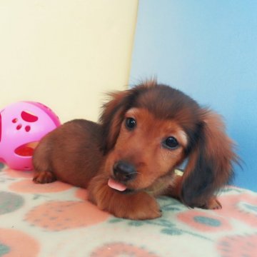 カニンヘンダックスフンド(ロング)【岩手県・女の子・2016年8月22日・レッド】の写真「小さいく可愛い子です」