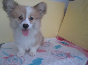 ウェルシュ・コーギー・ペンブローク【岩手県・男の子・2016年6月12日・レッド&ホワイト】の写真「フラッフィでモコモコして可愛いです」