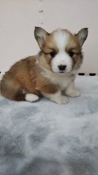 ウェルシュ・コーギー・ペンブローク【岩手県・男の子・2019年1月22日・レッド&ホワイト】の写真「元気に育っております。」