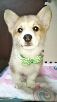 ウェルシュ・コーギー・ペンブローク【岩手県・男の子・2019年10月23日・レッド&ホワイト】の写真「沢山の兄妹で遊んでいて食欲旺盛です。」
