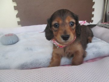 カニンヘンダックスフンド(ロング)【岩手県・男の子・2020年2月19日・レッド】の写真「元気にすくすく成長しております。」