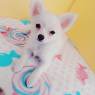 チワワ(ロング)【岩手県・男の子・2016年8月9日・ホワイト&クリーム】の写真「良く眠り良く食べ元気に育っております」