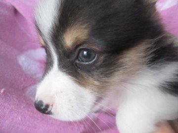 ウェルシュ・コーギー・ペンブローク【岩手県・男の子・2016年3月16日・ブラックタン&ホワイト】の写真「元気に兄弟達と遊んでます」