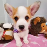 ウェルシュ・コーギー・ペンブローク【岩手県・男の子・2024年9月12日・レッド&ホワイト】の写真1