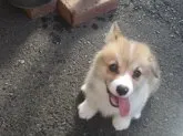 ウェルシュ・コーギー・ペンブローク【岩手県・男の子・2018年4月26日・レッド&ホワイト】の写真4