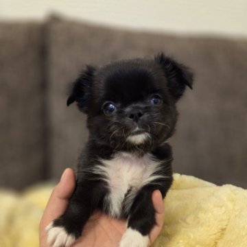 チワワ(ロング)【東京都・男の子・2025年9月30日・ブラック&ホワイト】の写真「遺伝子検査済、ゆりかごから虹の橋までのお付き合い」