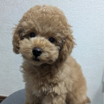 トイプードル(トイ)【東京都・男の子・2025年8月27日・レッド】の写真「ゆりかごから虹の橋までのお付き合い。親戚兄弟会開催」