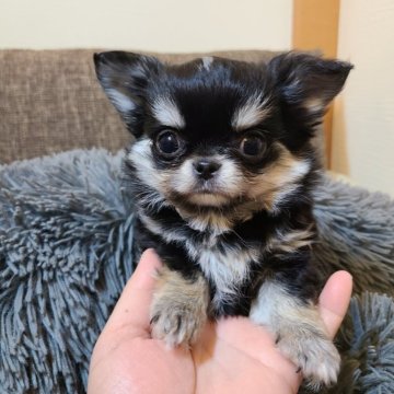 チワワ(ロング)【東京都・男の子・2024年11月23日・トライカラー】の写真「遺伝病５種安心、ゆりかごから虹の橋までのケア」