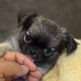 チワワ(ロング)