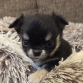 チワワ(ロング)