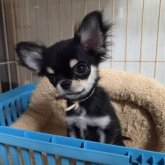 チワワ(ロング)